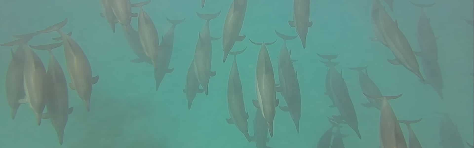 Zwemmen met dolfijnen tijdens dolfijnenreis