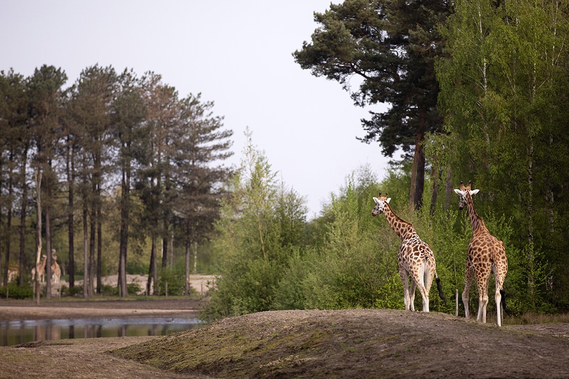 Giraffen in het Safari Resort Hlvarenbeek