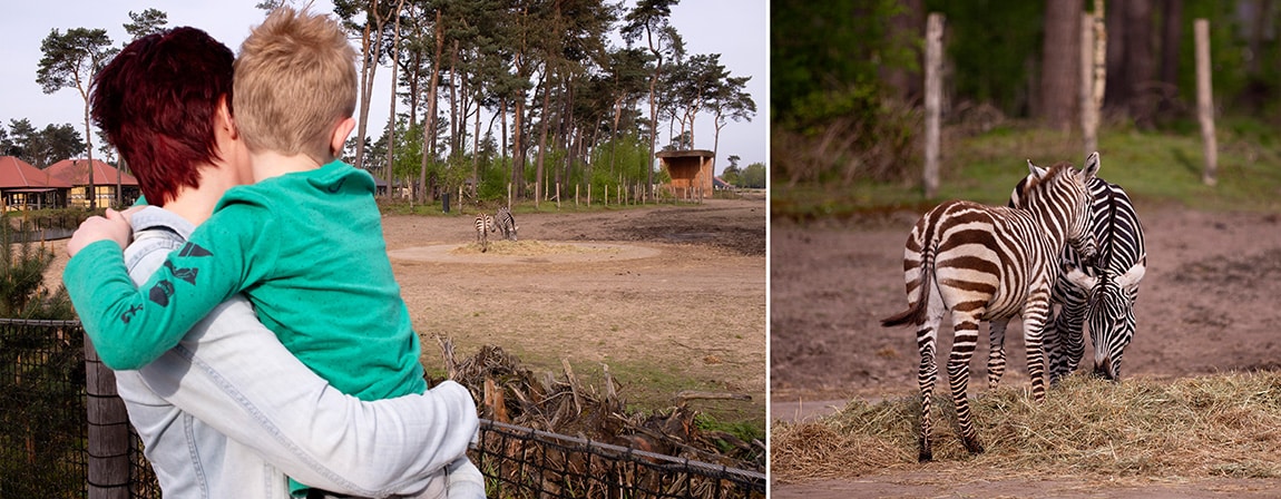 Moeder, zoon en zebra's