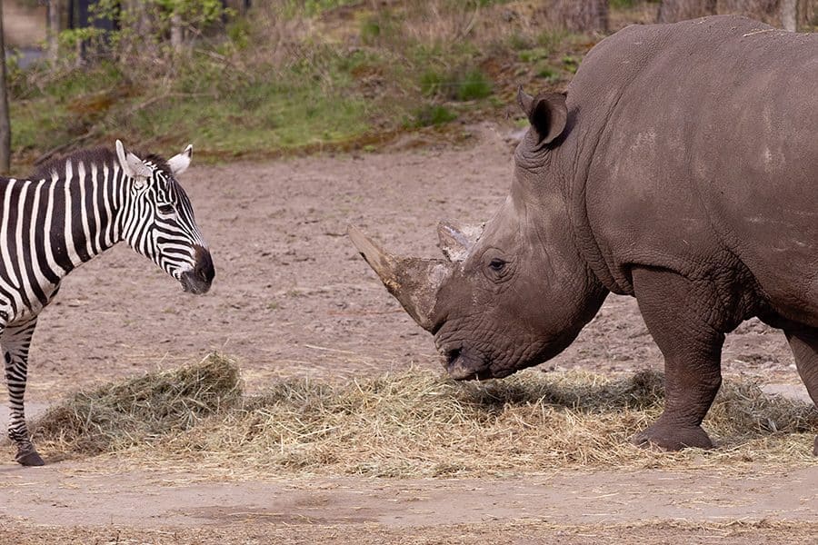 Zebra en neushoorn in het Safari Resort