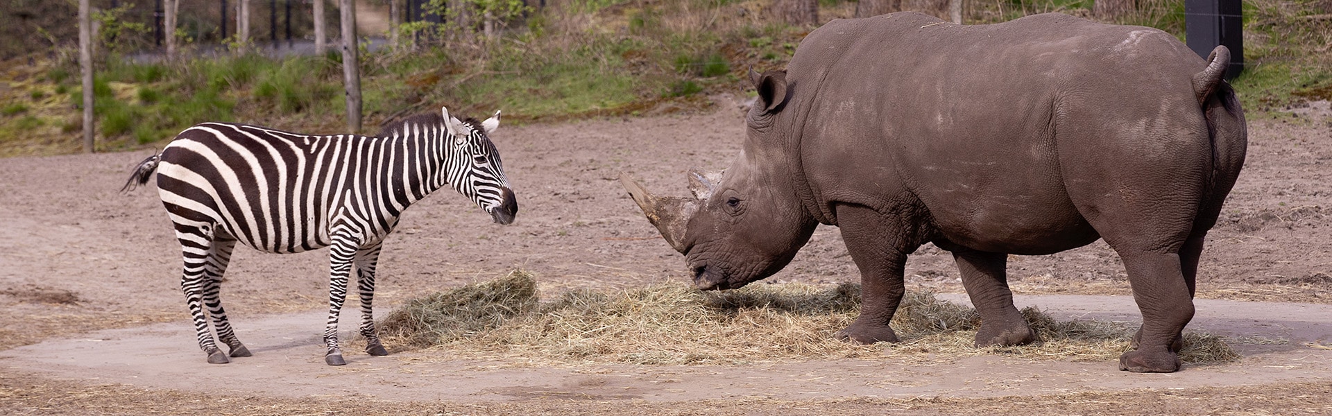 Zebra en neushoorn in het Safari Resort