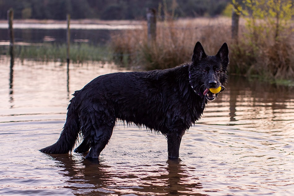 Hondenfotografie in het water