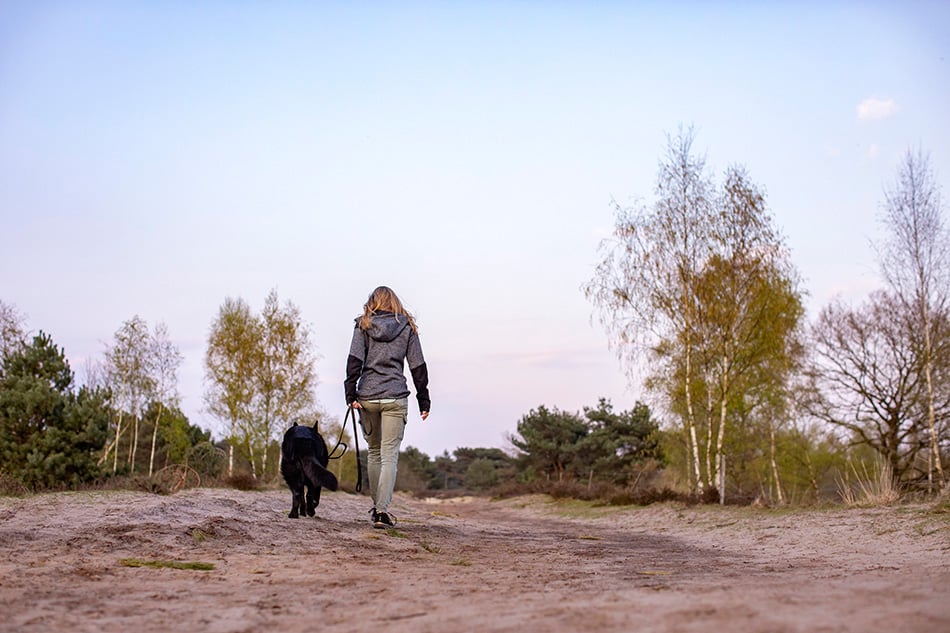 Hondenfotografie op de Sonse Heide