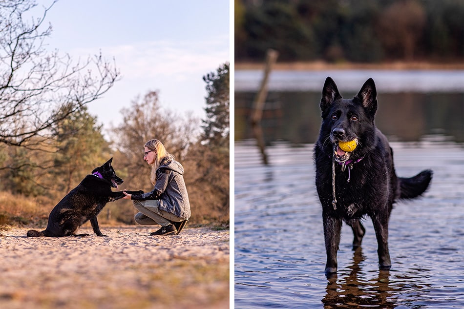 Hondenfotografie met ziel
