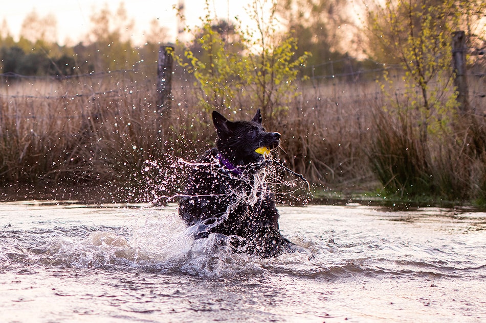 Waterfotografie met hond
