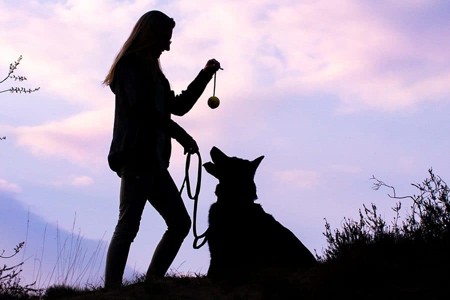 Hondenfotografie bij zonsondergang