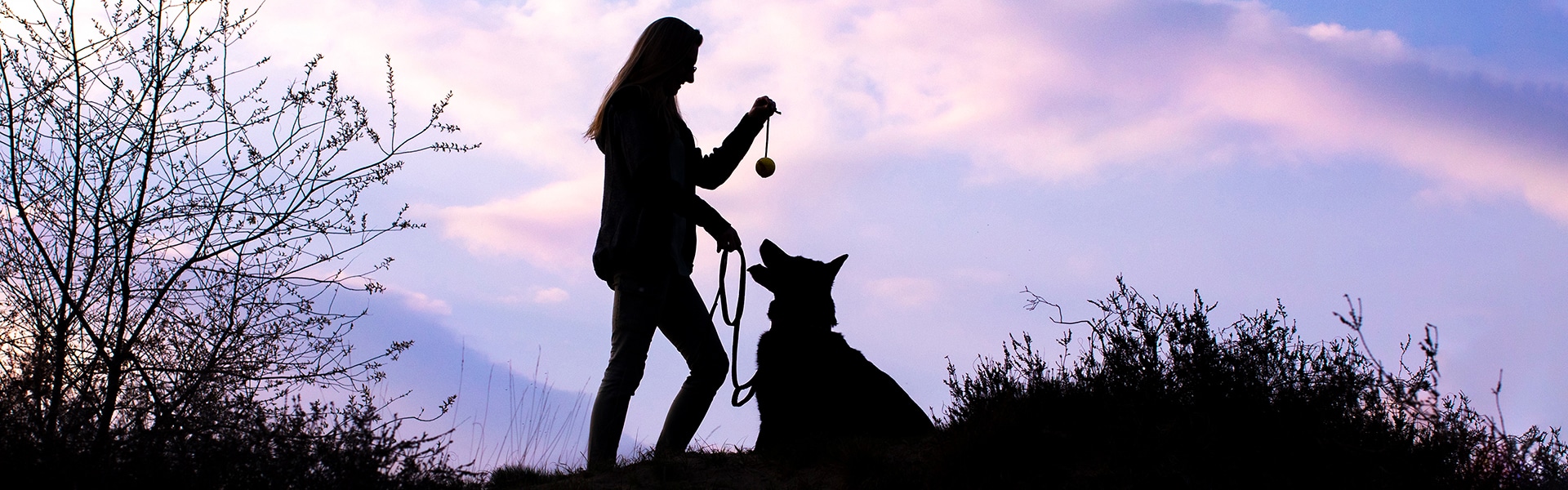 Hondenfotografie bij zonsondergang