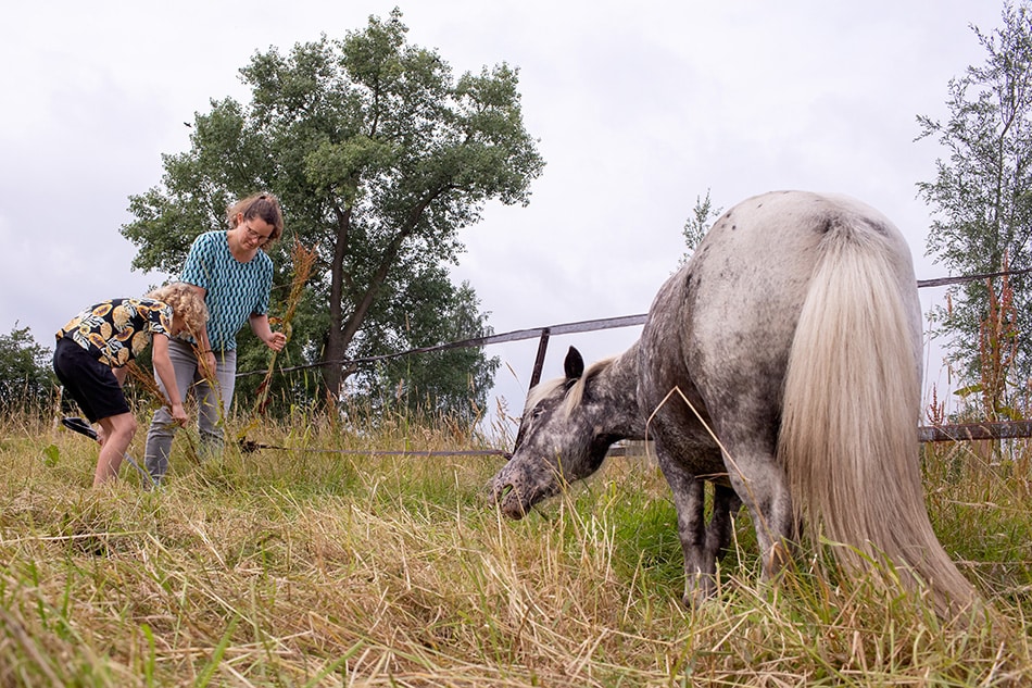 Day in a life reportage met paarden