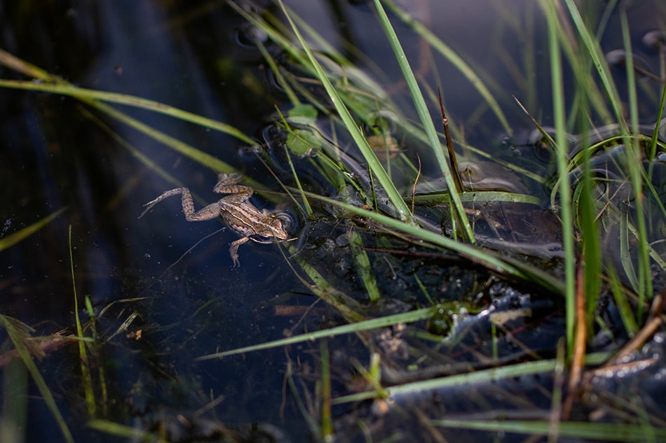 Kikker in vijver