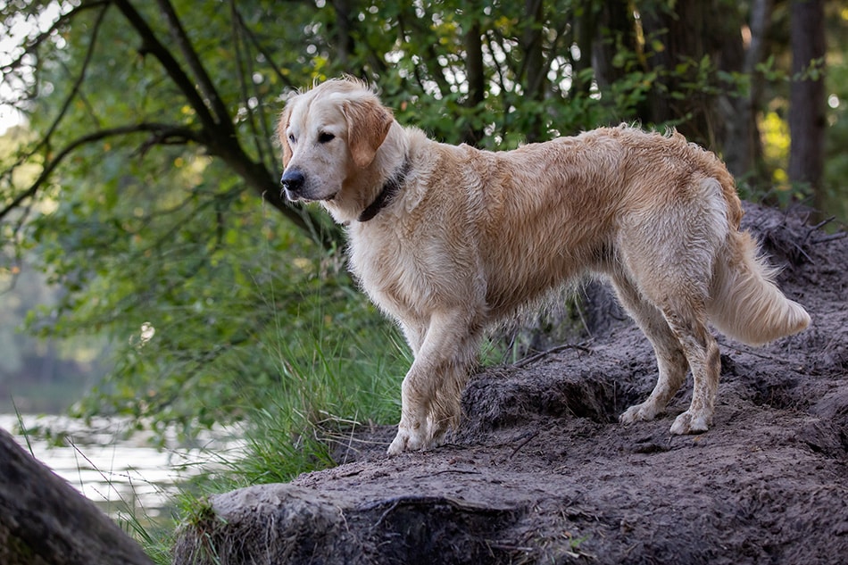 Hondenliefde bij IJzeren Man Vught