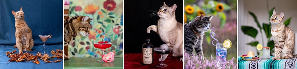 Compilatie van katten met cocktails