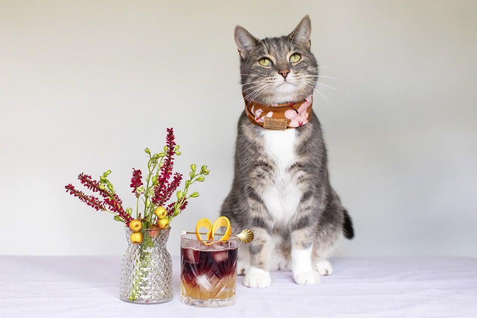 Cats and Cocktails