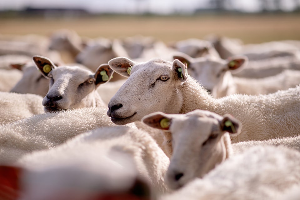 Schapen op de boerderij