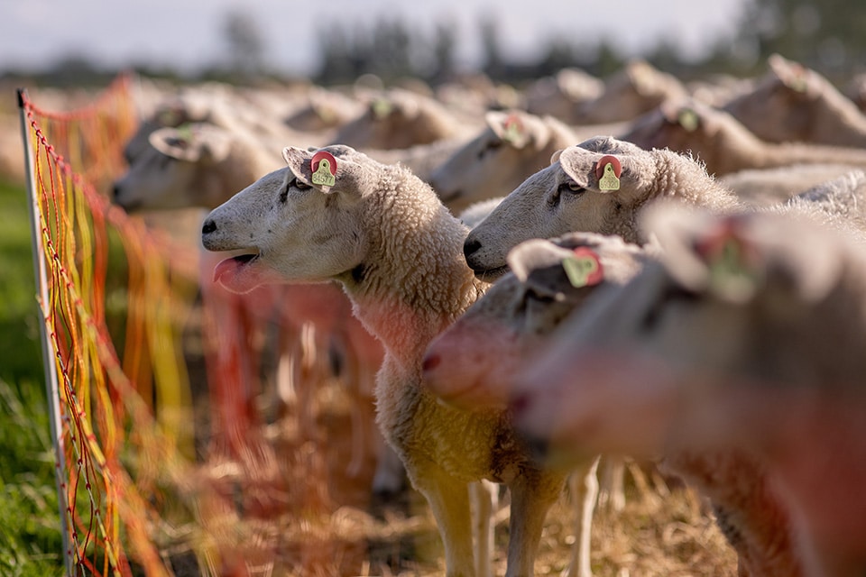 Schapen op de boerderij