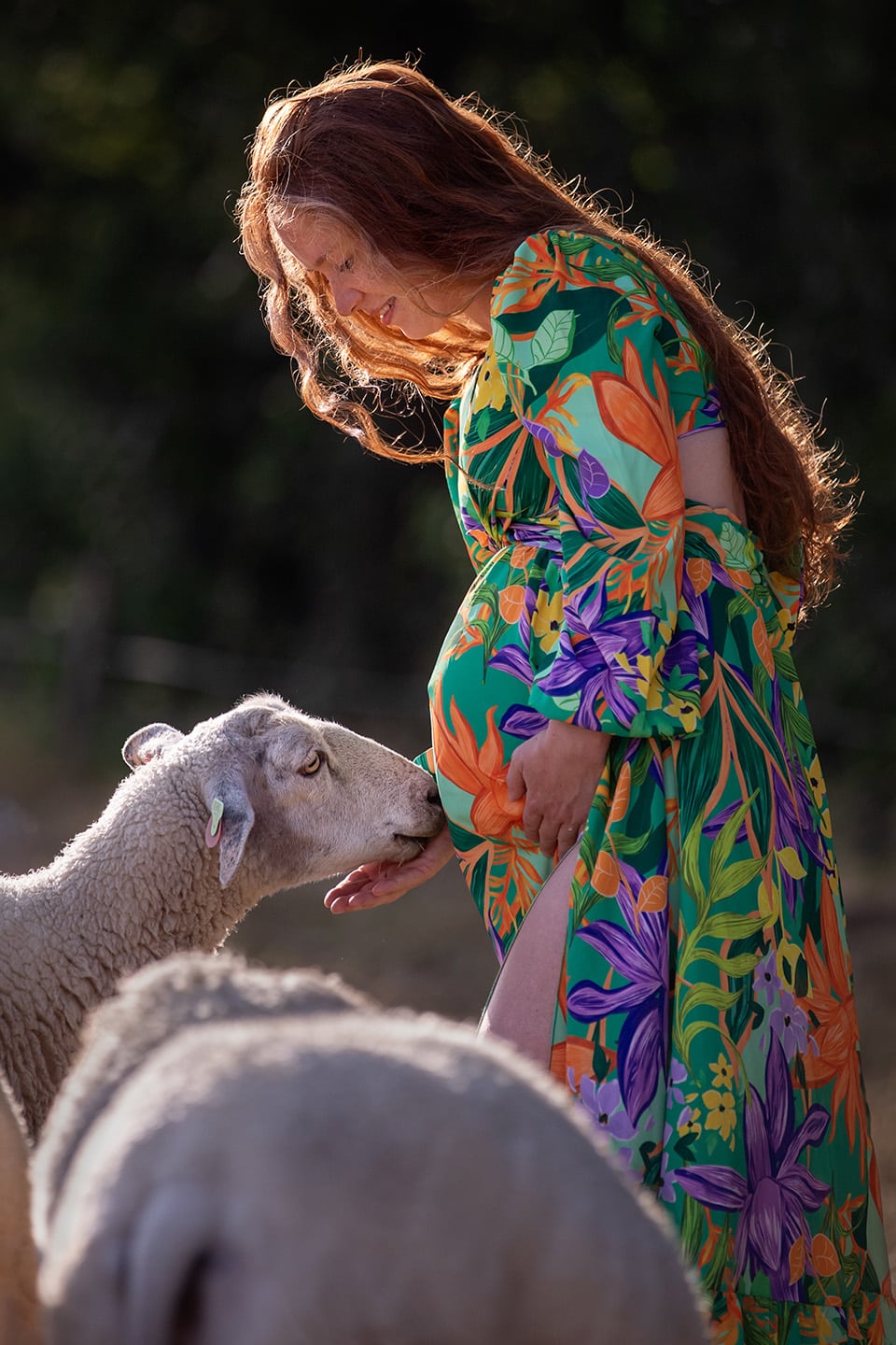 Zwangerschapsshoot met schapen