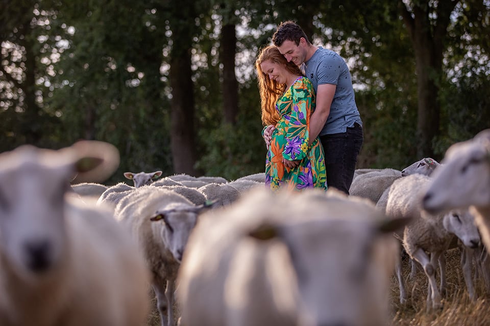 Zwangerschapsshoot met schapen