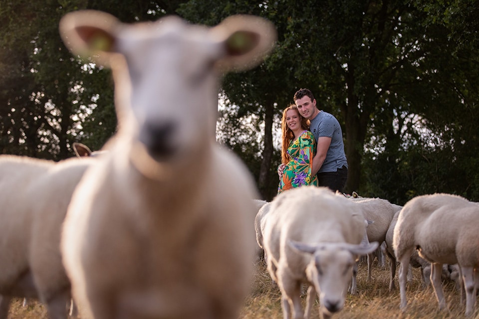 Zwangerschapsshoot met schapen