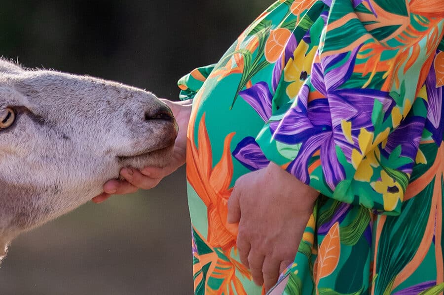 Zwangerschapsshoot met schapen