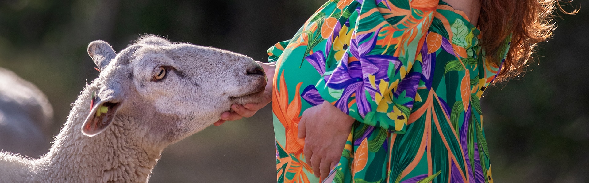 Zwangerschapsshoot met schapen