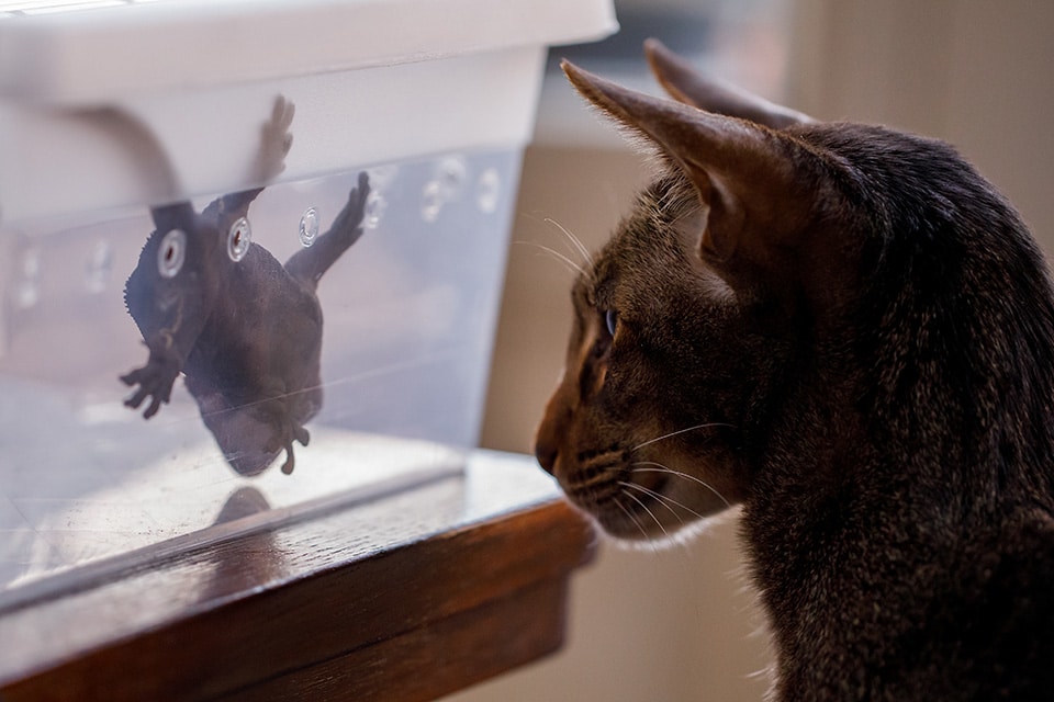 Kat kijkt nieuwsgierig naar gekko in zijn transportbox