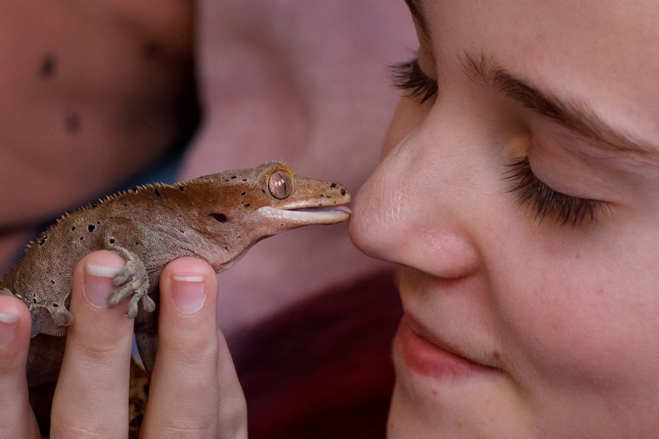 Gekko likt lief aan neus van meisje