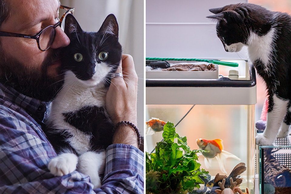 Zwart-witte kat die met baasje knuffelt en naar de vissenkom  kijkt