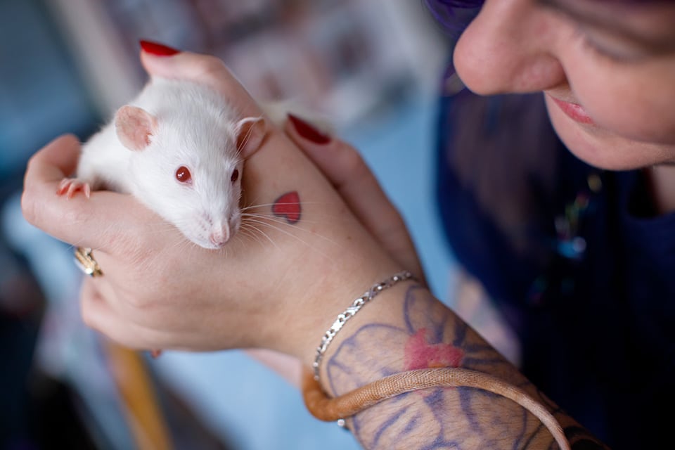 Vrouw met rode hartjestattoo op haar hand houd wit ratje met rode ogen vast