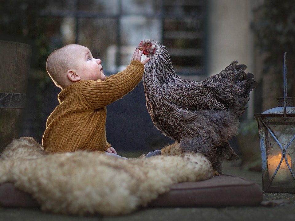 Baby zit op schapenvacht en strekt nieuwsgierig zijn hand uit naar kip