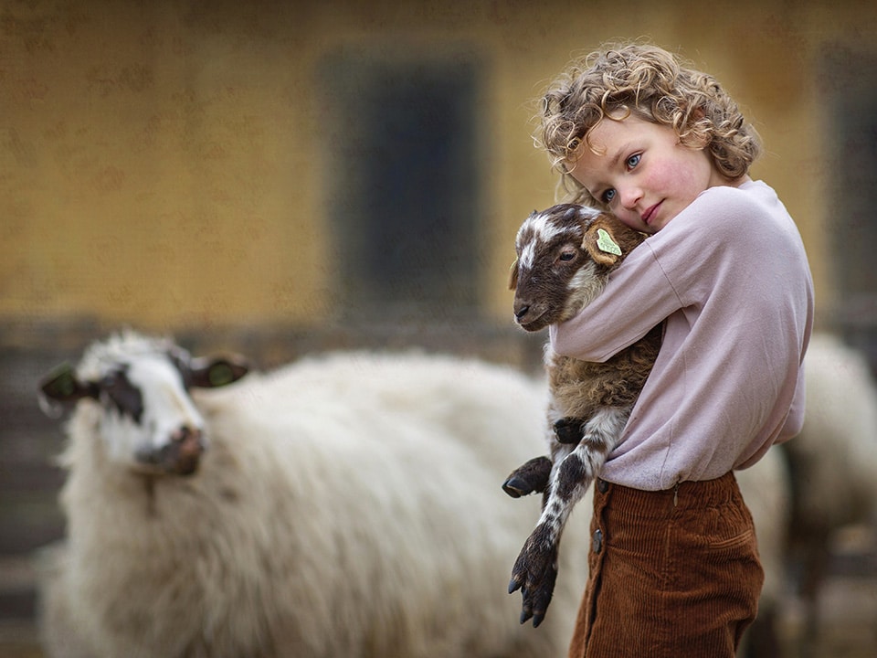 Meisje houd liefdevol een lammetje in haar arm terwijl de moeder van het diertje naar hun kijkt