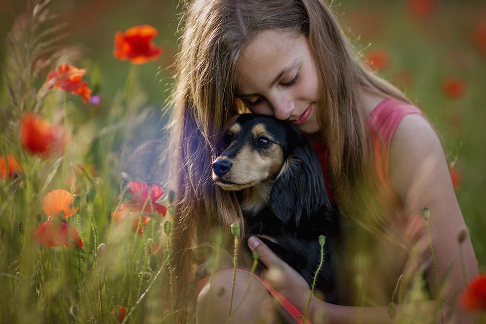 Meisje in klaprozenveld houd liefdevol haar teckel in haar armen terwijl de avondzon door haar haren schijnt
