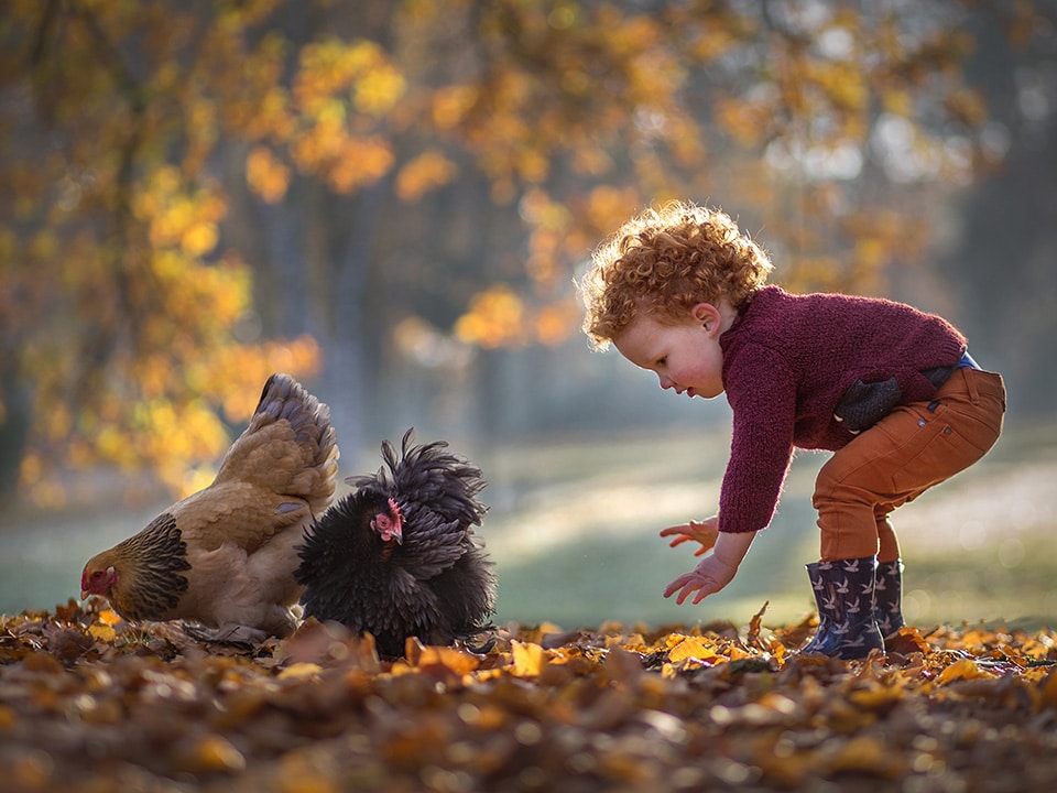 Jongen met rode krullen buigt zich in prachtig verlicht herfstbos nieuwsgierig naar twee kippen