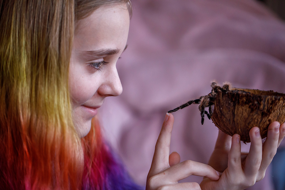 Vogelspin zit in halve kokosnoot en raakt met haar poot vinder aan van meisje dat liefdevol naar haar kijkt