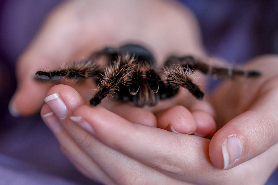 Meisje heeft een kommetje van twee handen gemaakt om vogelspin voorzichtig vast te houden