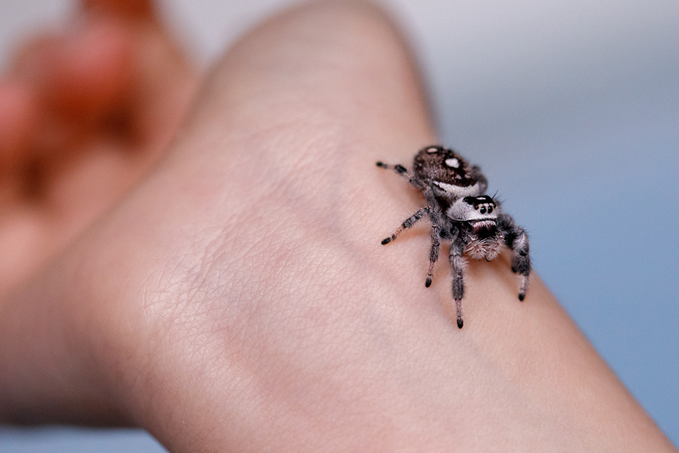 Grijs-beige springspin zit op pols van meisje