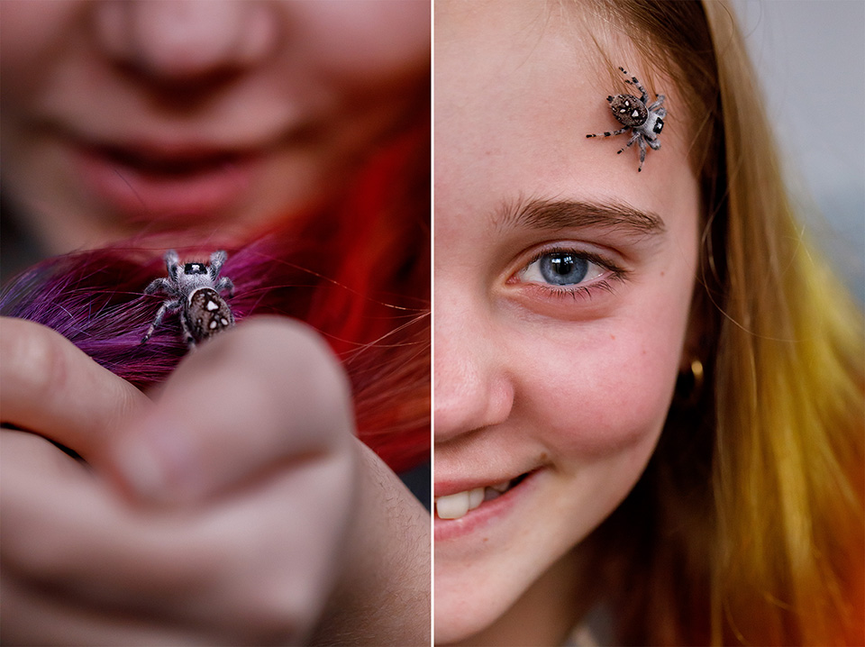 Springspring klimt over gekleurd haar van glimlachend meisje en gaat op haar slaap zitten