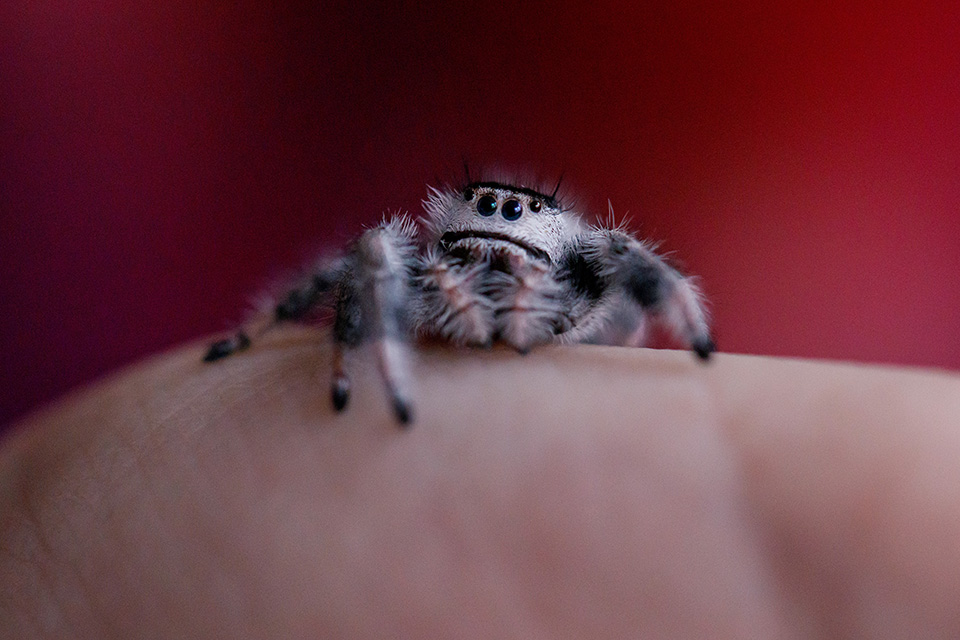 Close-up van grijsbeige springspin op hand voor rode achtergrond