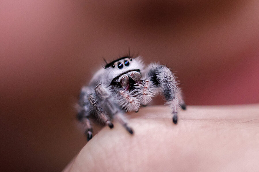 Schattige springspin zit op hand en kijkt in de camera