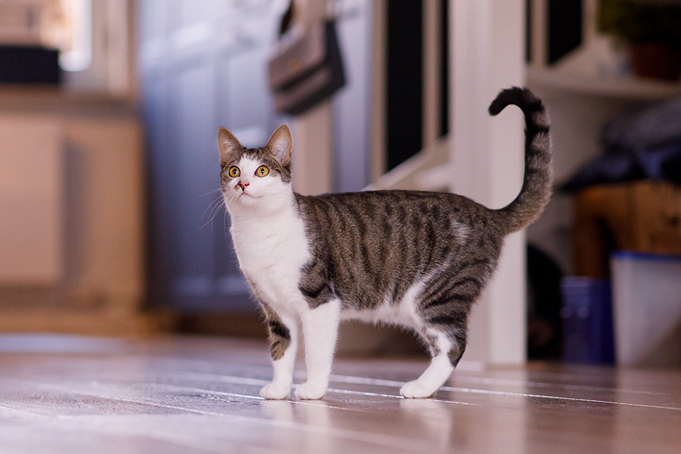 Kat staat in woonkamer mit happy tail