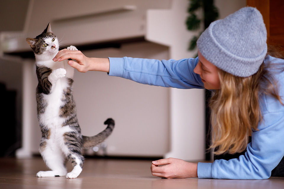 Kat probeert hand van haar vrouwtje te vangen