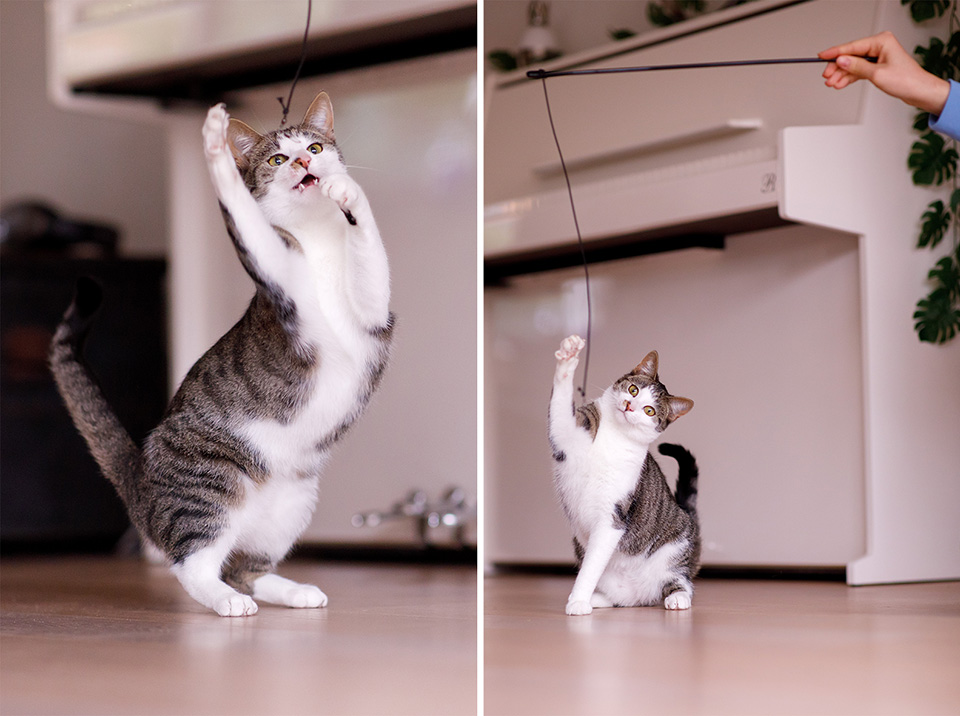 Kat staat op haar achterpoten om met hengel te spelen