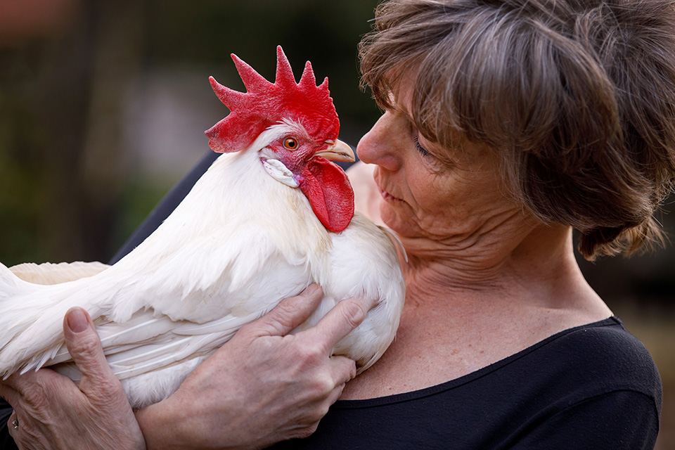 Vrouw van red een legkip houd witte haan op haar arm en kijkt hem diep in de ogen. 