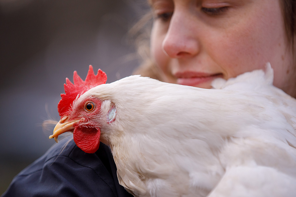 Jonge vrouw van red een legkip houd witte kip met vervormde snavel op haar arm en glimlacht naar haar. 