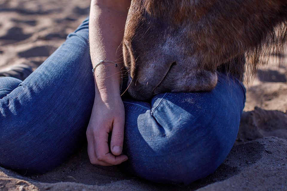 Liggend paard heeft vol vertrouwen zijn snoetje in de schoot van de paardeneigenaar gelegd.