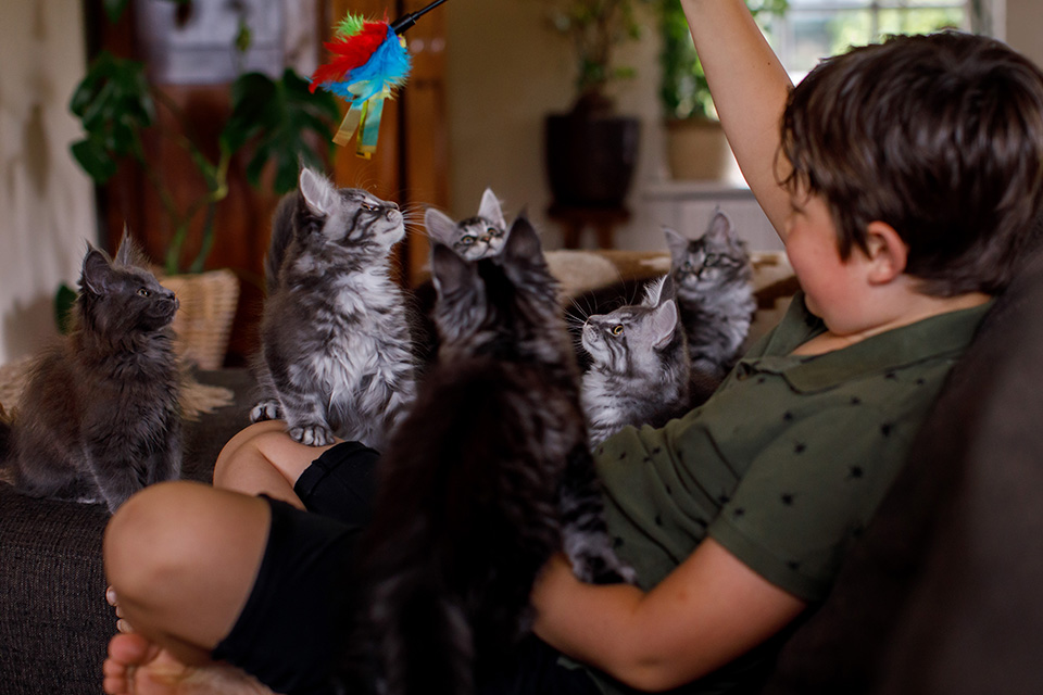 Jongen speelt met zes Main Coon kittens op zijn schoot