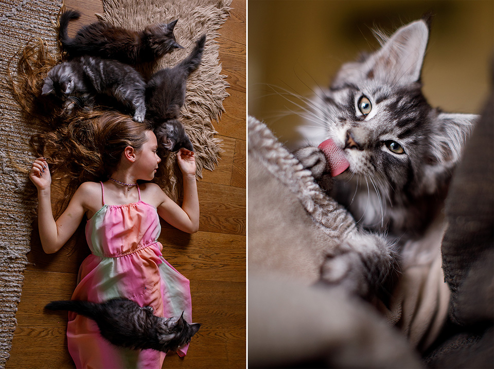 Kitten thuisreportage met heel veel knuffels en een kitten dat zijn tong uitsteekt