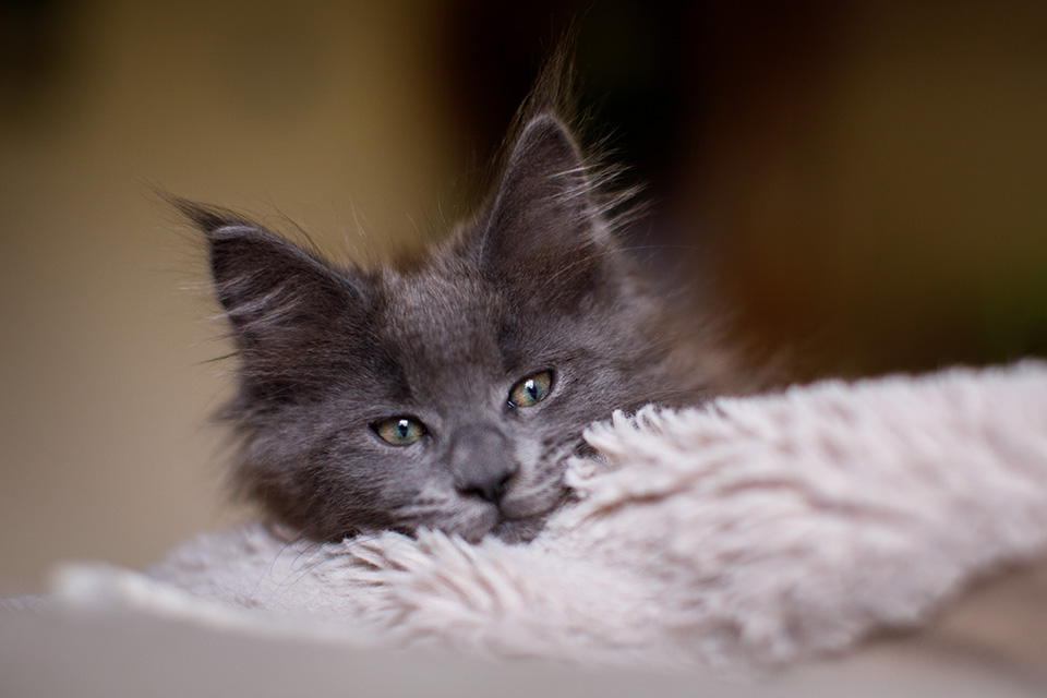 Main Coon kitten in de kleur smoke kijkt recht in de camera